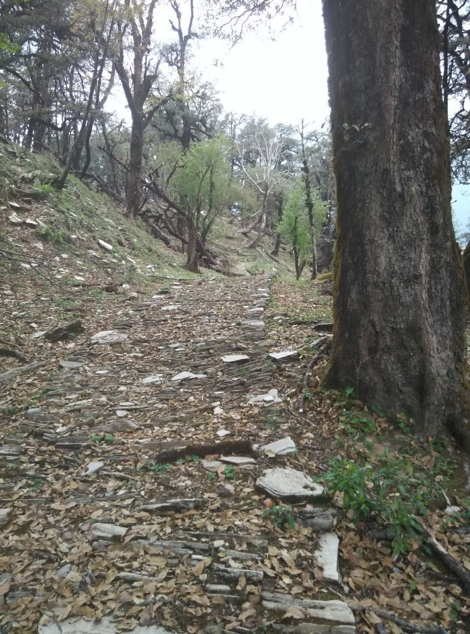 Photo of Munsyari, Uttarakhand, India by Neethu