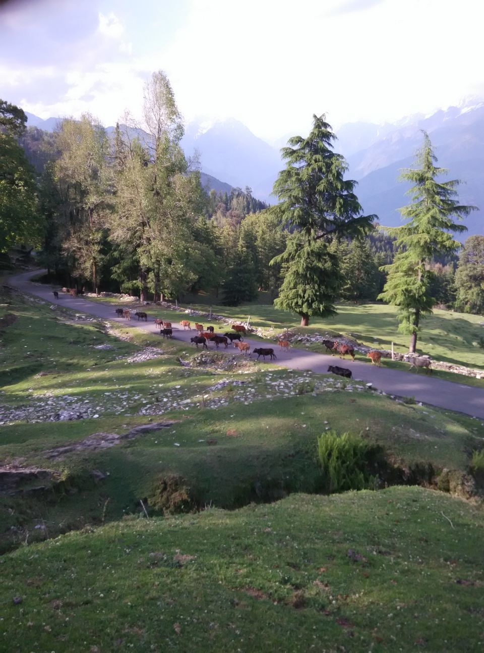 Photo of Munsyari, Uttarakhand, India by Neethu