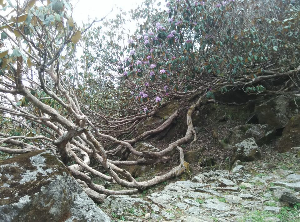 Photo of Munsyari, Uttarakhand, India by Neethu
