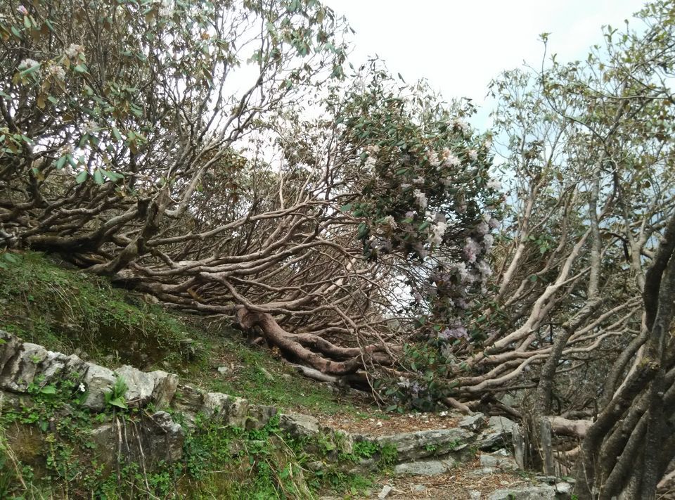 Photo of Munsyari, Uttarakhand, India by Neethu
