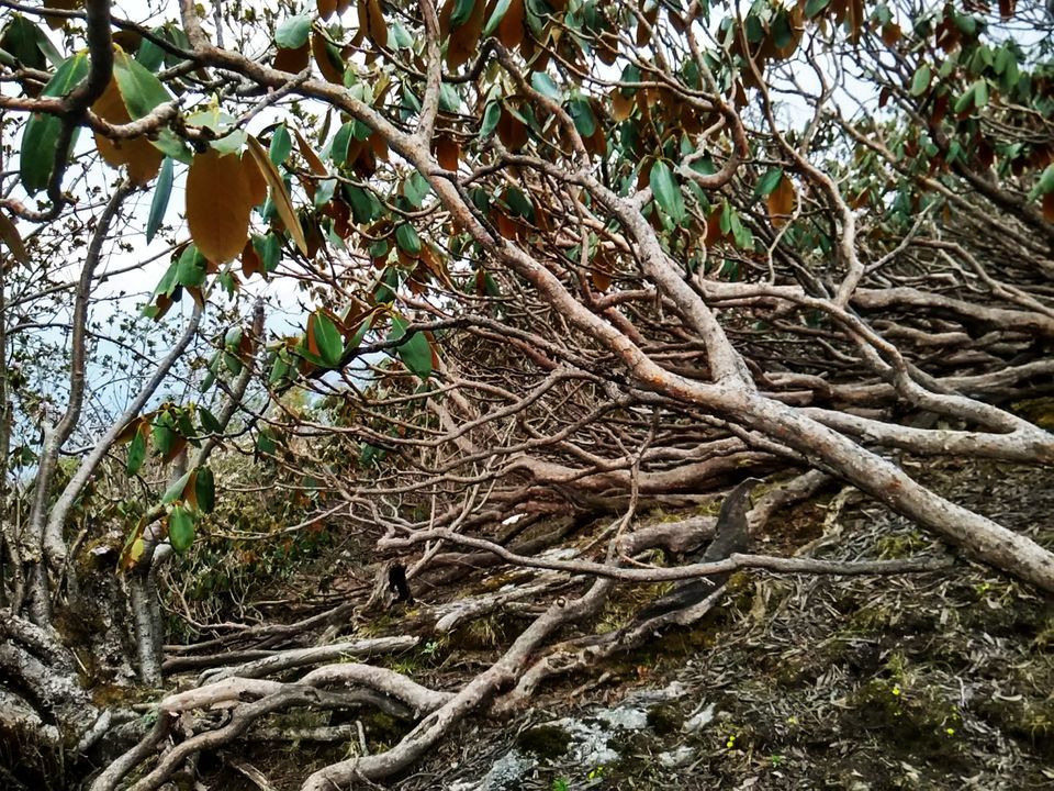 Photo of Munsyari, Uttarakhand, India by Neethu