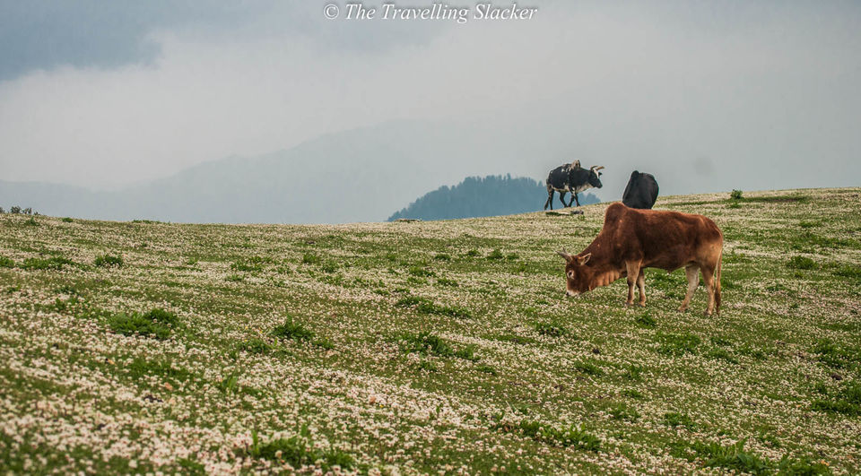 Photo of Shoja, Himachal Pradesh, India by Saurav