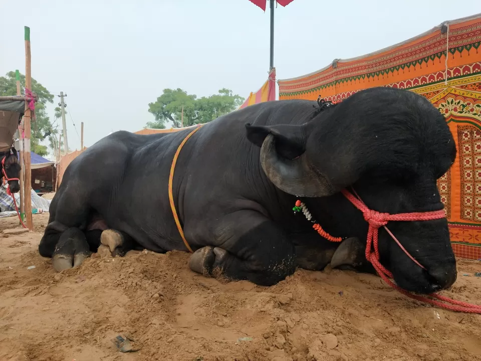 Photo of Pushakr not just a Mela thing .. by Tushar Shrinet