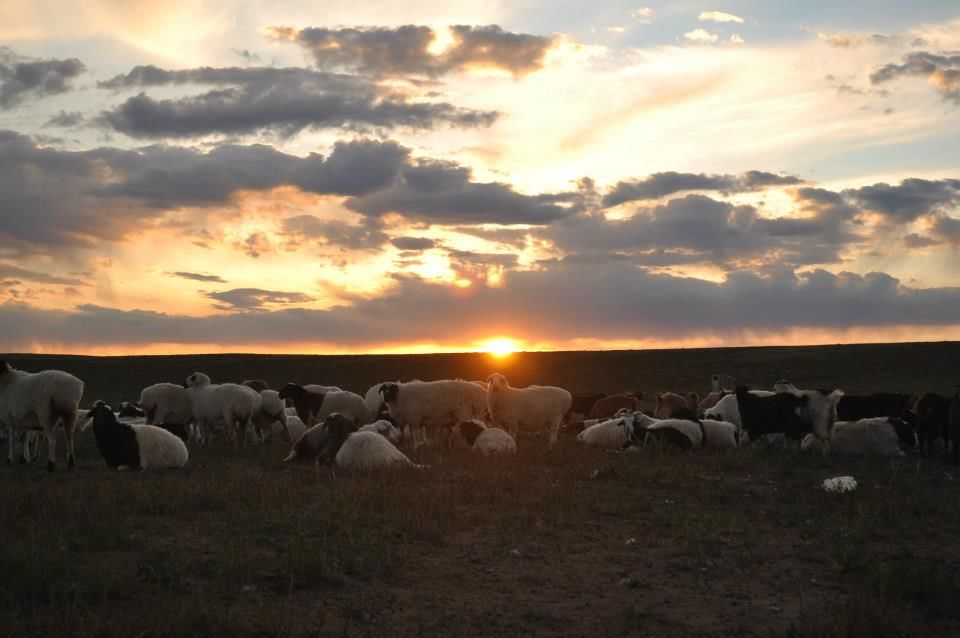 Photo of Mongolian adventures 7/7 by Terence Yeo