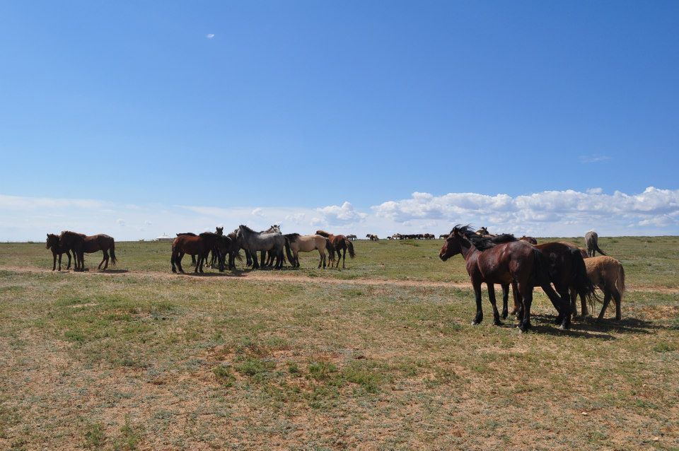 Photo of Mongolian adventures 6/7 by Terence Yeo