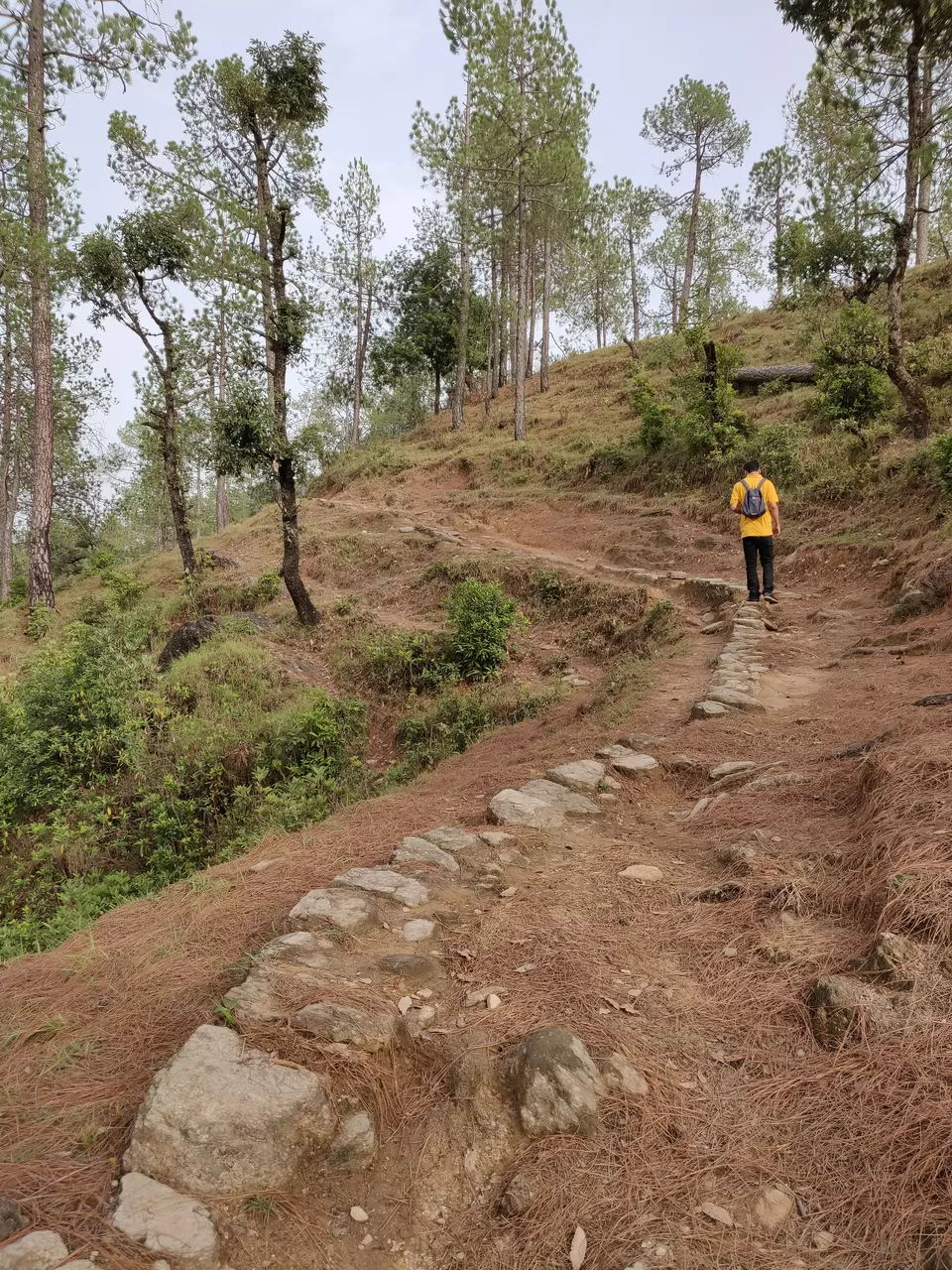 Photo of Binsar Wildlife Sanctuary, Binsar, Uttarakhand, India by Ishita Das Sarkar