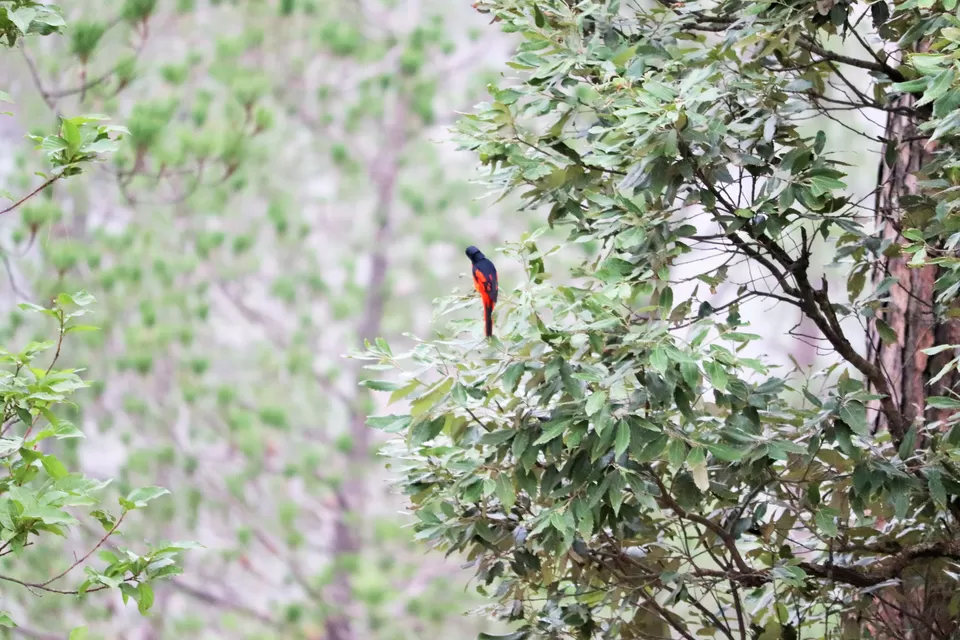 Photo of Binsar Wildlife Sanctuary, Binsar, Uttarakhand, India by Ishita Das Sarkar