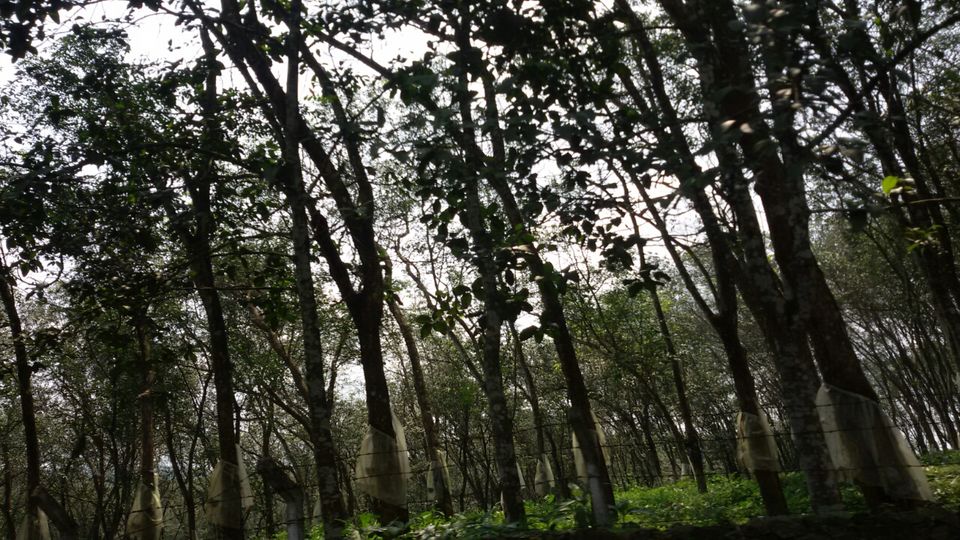 Photo of Thekkady, Kumily, Kerala, India by Yougal