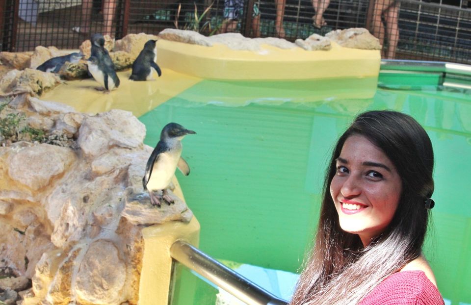 Photo of Adventure Cruise - Dolphins, Sea lions and Penguins - Suvarna Arora 1/1 by Suvarna Arora