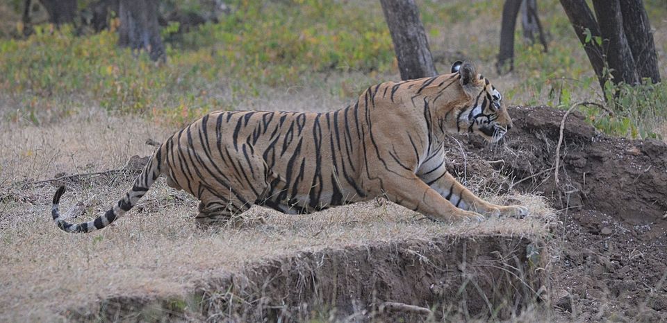 Photo of The glint o' gold corner of Rajasthan 6/34 by Satarupa Mitra Datta