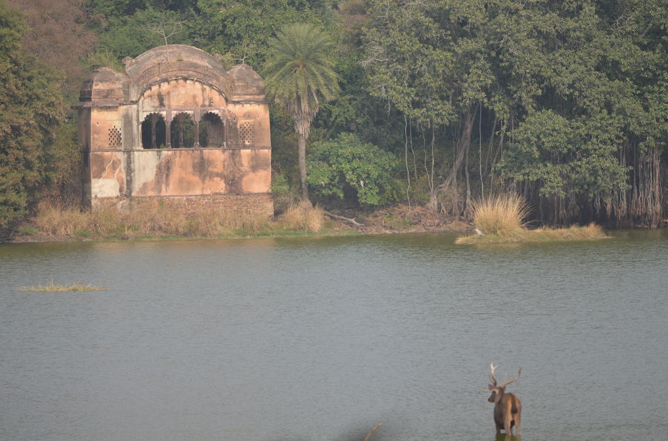 Photo of The glint o' gold corner of Rajasthan 4/34 by Satarupa Mitra Datta