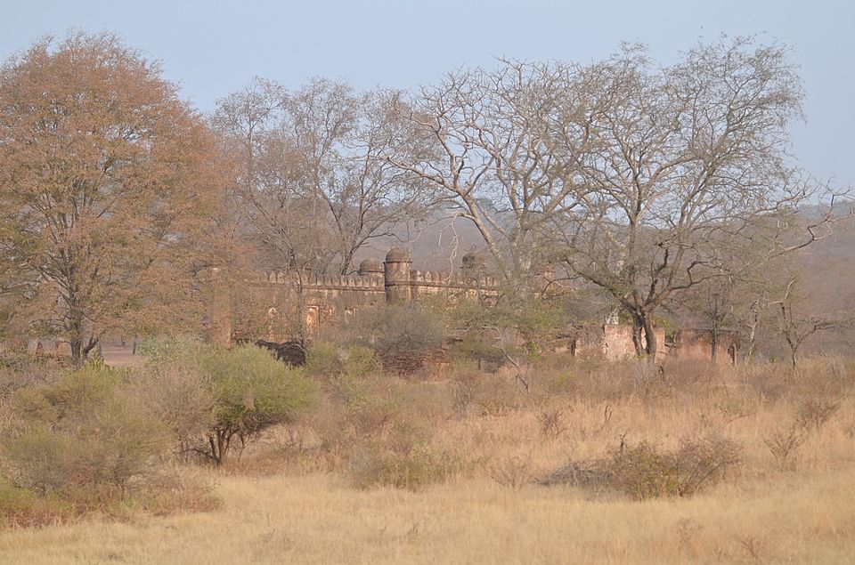 Photo of The glint o' gold corner of Rajasthan 5/34 by Satarupa Mitra Datta