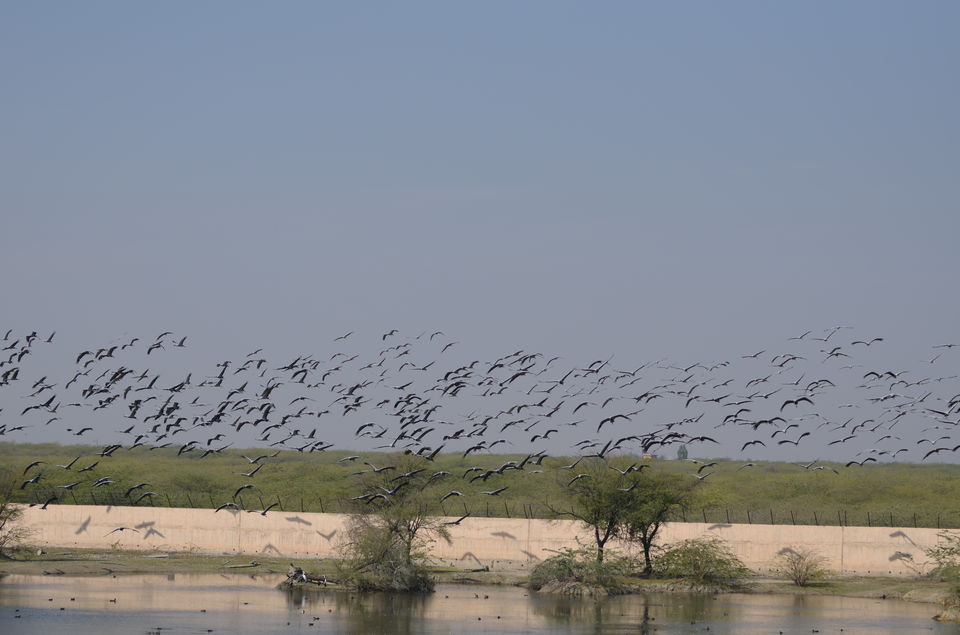 Photo of The glint o' gold corner of Rajasthan 19/34 by Satarupa Mitra Datta