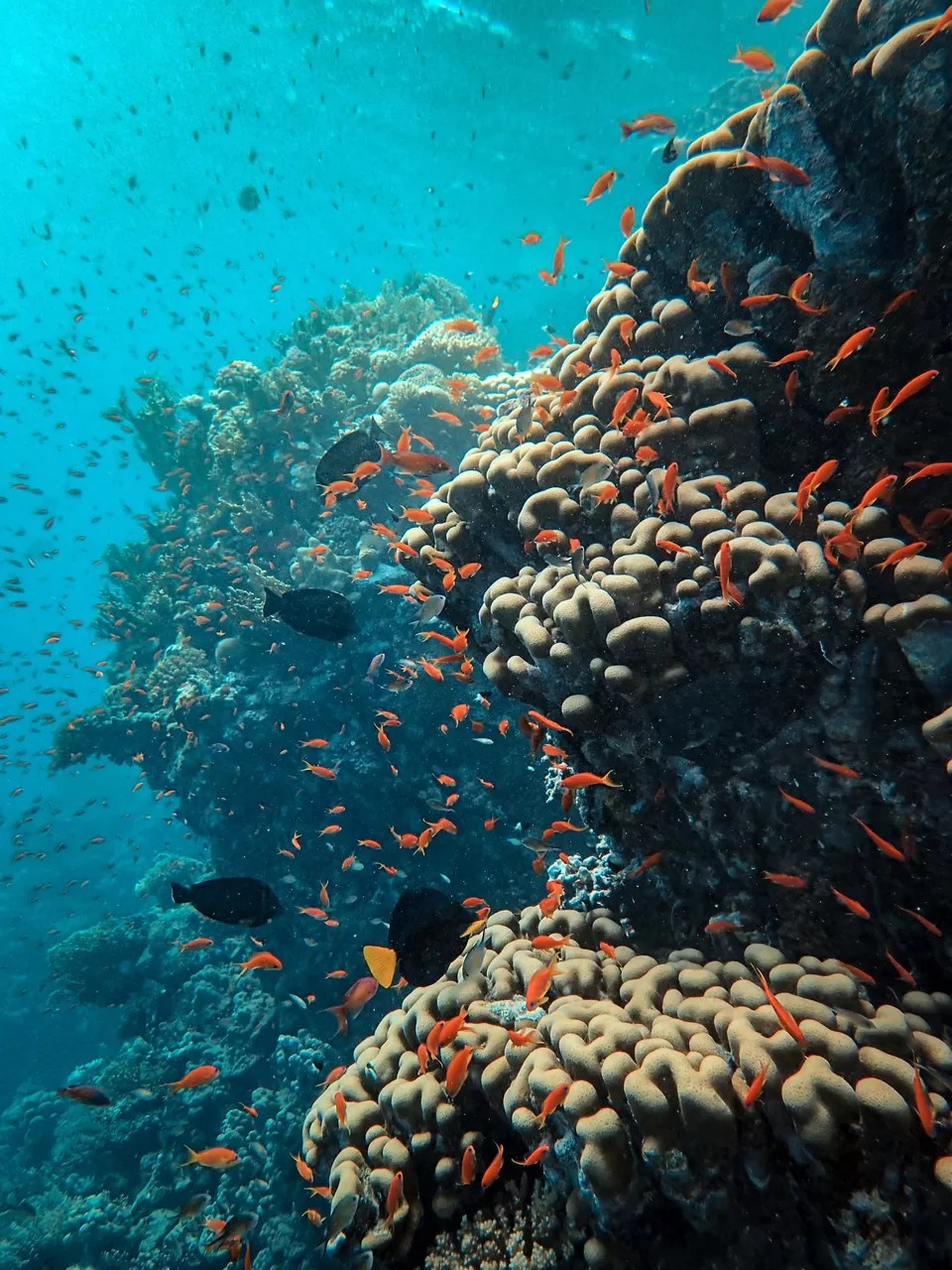Photo of Lakshadweep: Explore This Coral Paradise of India. by Satarupa Mitra Datta