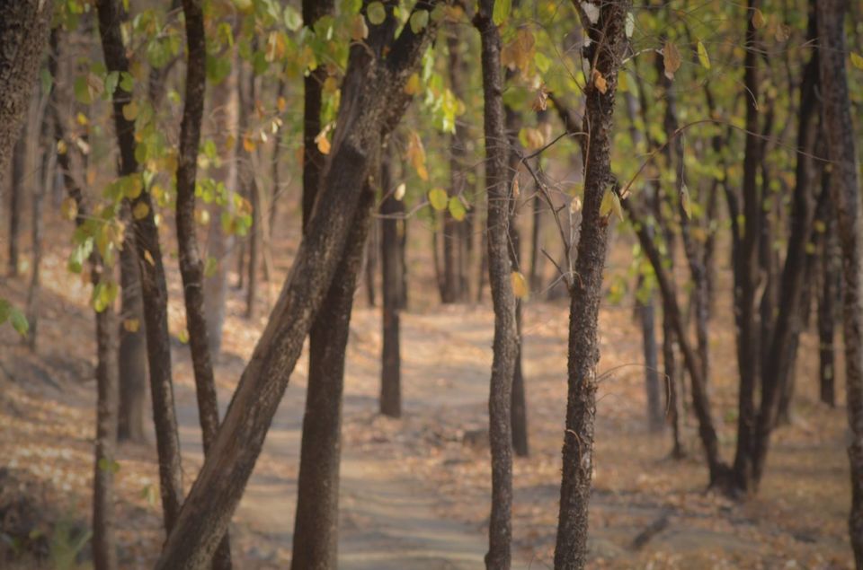Photo of Pench: A Peek Into the Wilderness and Heart Thudding Recent Sightings 1/7 by Satarupa Mitra Datta