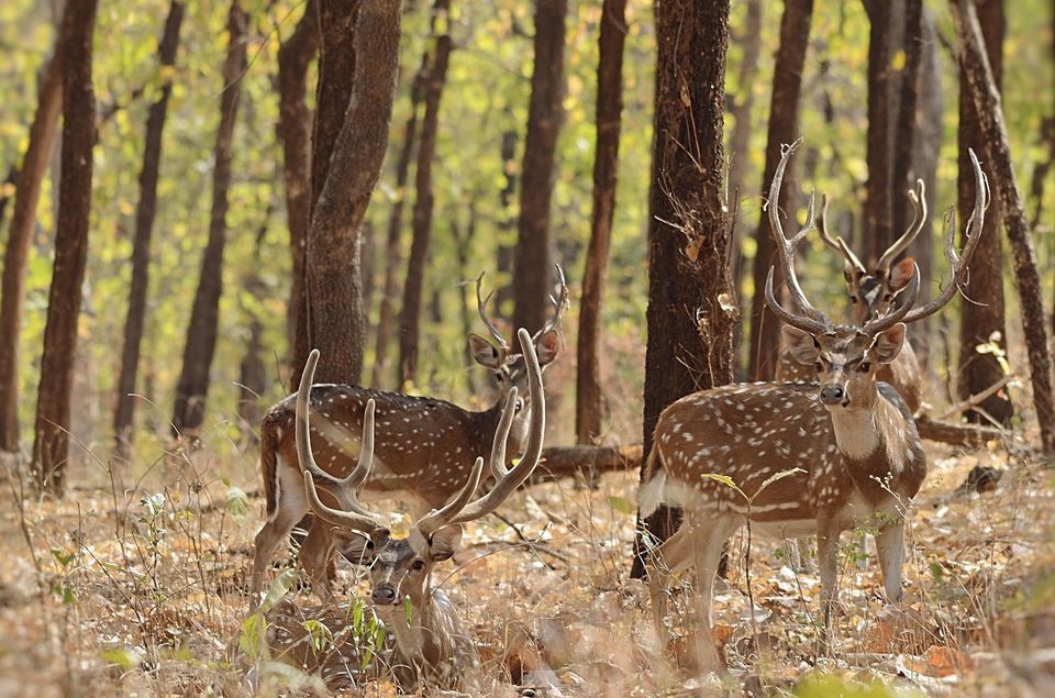 Photo of Pench: A Peek Into the Wilderness and Heart Thudding Recent Sightings 2/7 by Satarupa Mitra Datta