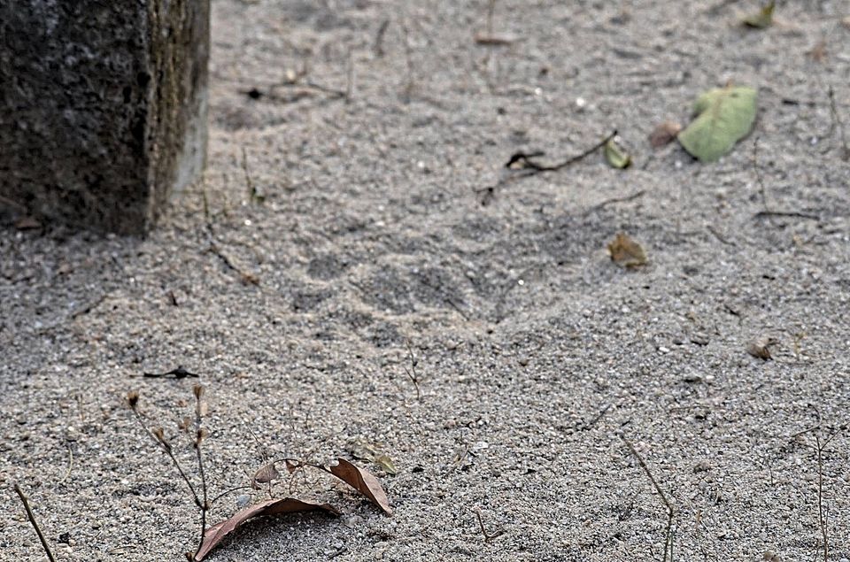 Photo of Pench: A Peek Into the Wilderness and Heart Thudding Recent Sightings 3/7 by Satarupa Mitra Datta
