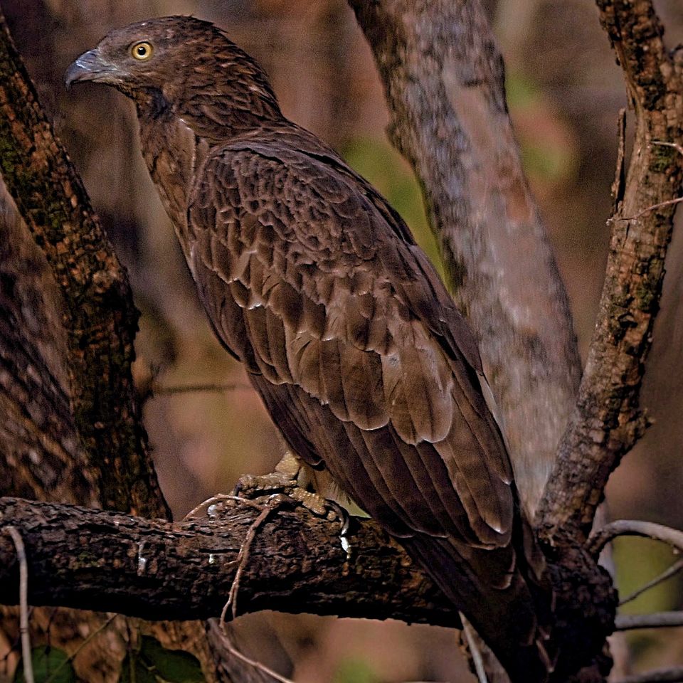Photo of Pench: A Peek Into the Wilderness and Heart Thudding Recent Sightings 4/7 by Satarupa Mitra Datta