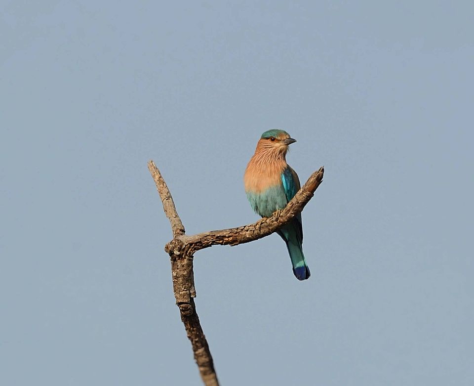 Photo of Pench: A Peek Into the Wilderness and Heart Thudding Recent Sightings 5/7 by Satarupa Mitra Datta