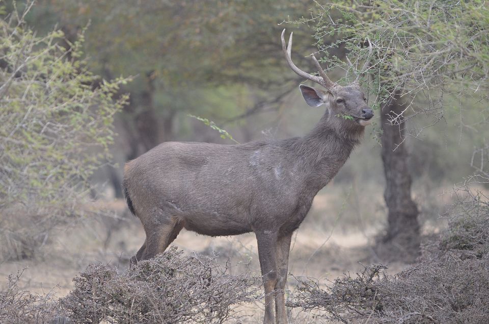 Photo of Pench: A Peek Into the Wilderness and Heart Thudding Recent Sightings 6/7 by Satarupa Mitra Datta