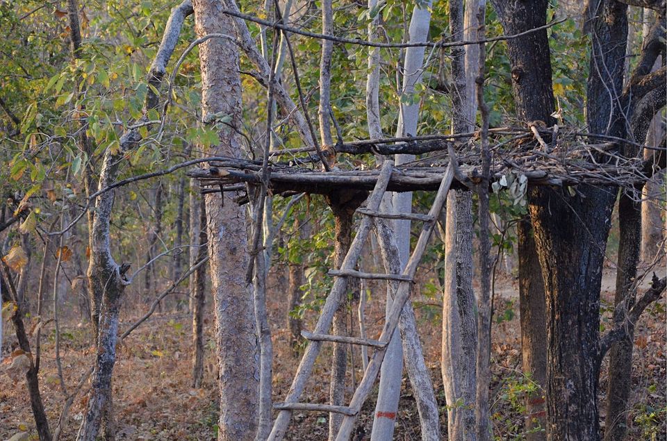 Photo of Pench: A Peek Into the Wilderness and Heart Thudding Recent Sightings 7/7 by Satarupa Mitra Datta
