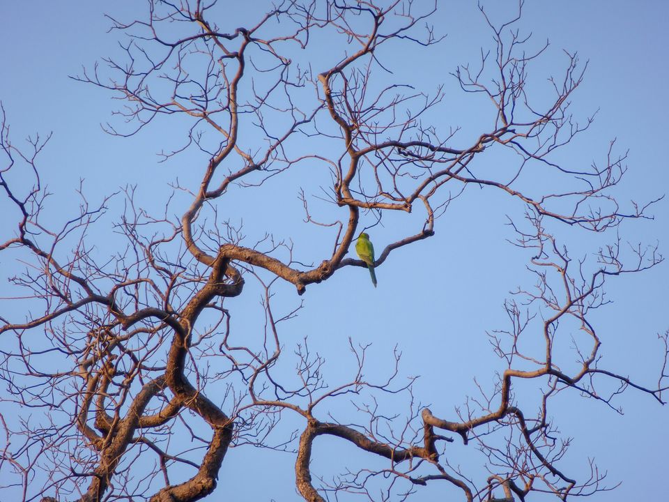 Photo of Pench: A Peek Into the Wilderness and Heart Thudding Recent Sightings by Satarupa Mitra Datta