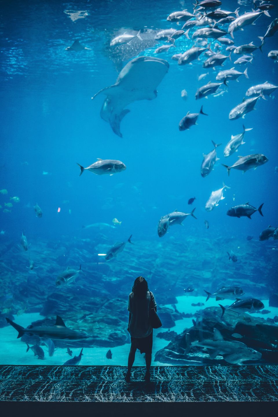 Photo of First-of-its-Kind Aquatic and Robotic Gallery Opens at Science City, Ahmedabad! 2/3 by Satarupa Mitra Datta