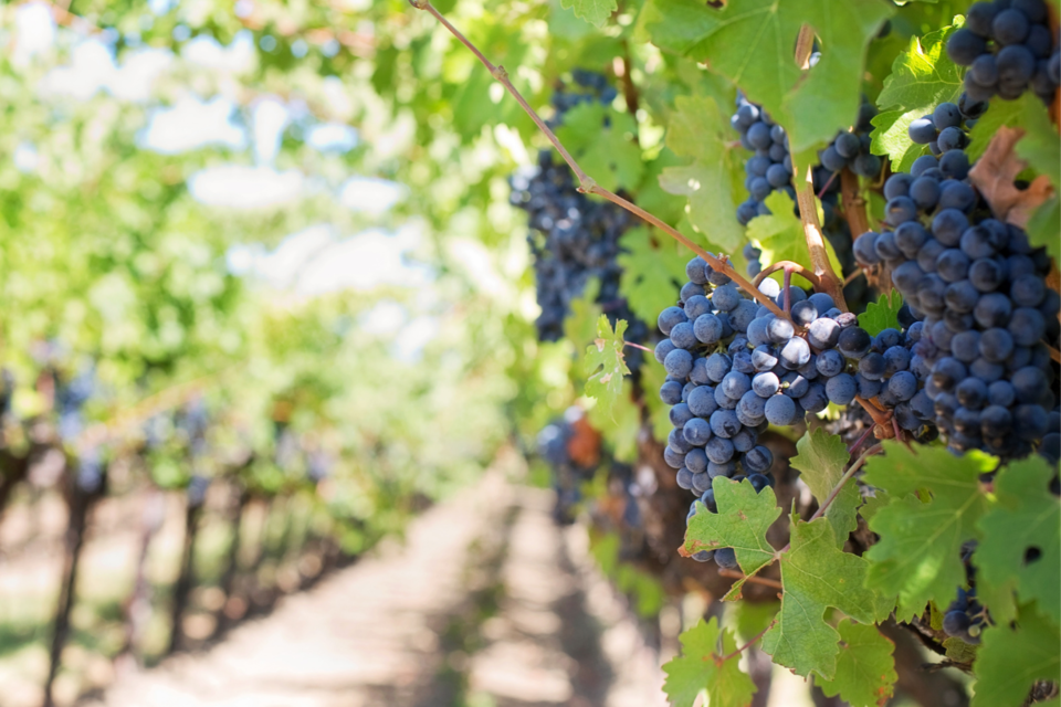 Photo of Forget France and Italy, Wine Lovers Can Now Holiday In These Gorgeous Vineyards Right Here in India 8/11 by Satarupa Mitra Datta