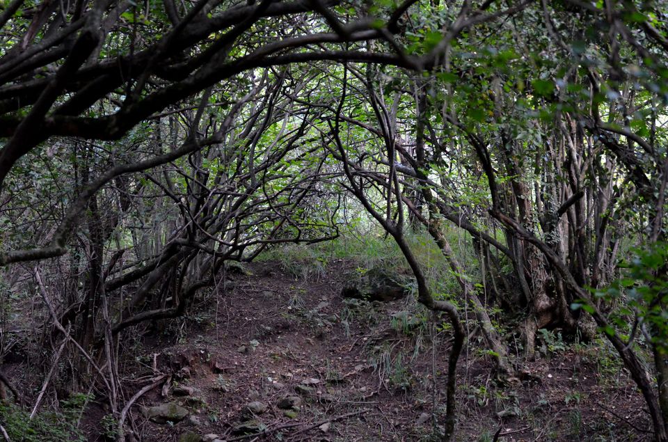 Photo of Forget Japan, Go to Kashmir’s Dachigam National Park for an Insane Forest Bathing Experience! 4/13 by Satarupa Mitra Datta