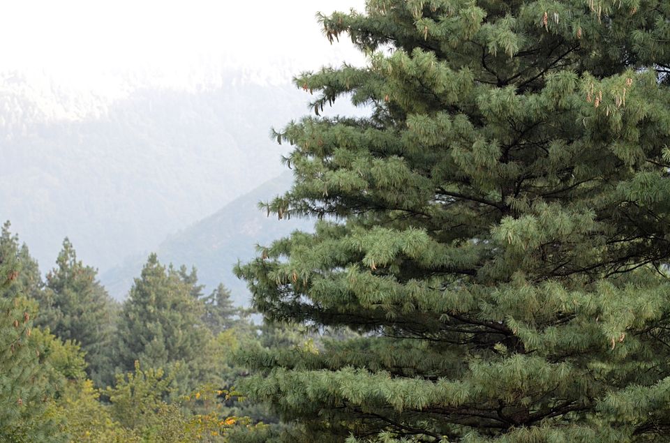 Photo of Forget Japan, Go to Kashmir’s Dachigam National Park for an Insane Forest Bathing Experience! 5/13 by Satarupa Mitra Datta