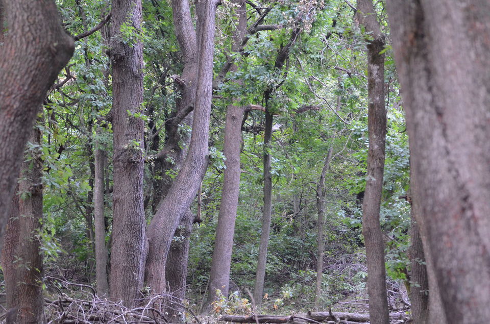 Photo of Forget Japan, Go to Kashmir’s Dachigam National Park for an Insane Forest Bathing Experience! 11/13 by Satarupa Mitra Datta