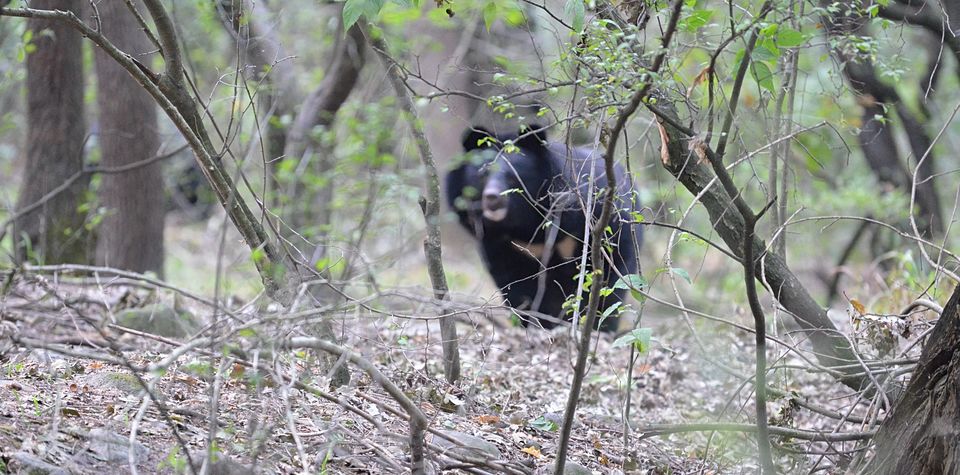 Photo of Forget Japan, Go to Kashmir’s Dachigam National Park for an Insane Forest Bathing Experience! 12/13 by Satarupa Mitra Datta