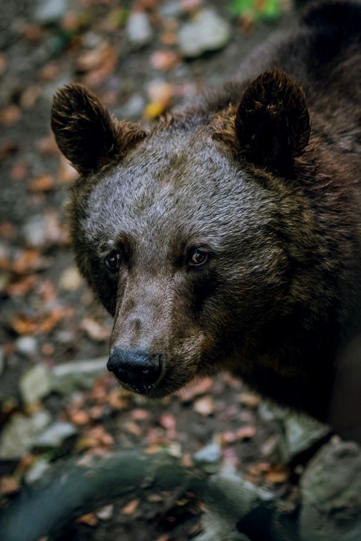 Photo of Forget Japan, Go to Kashmir’s Dachigam National Park for an Insane Forest Bathing Experience! 13/13 by Satarupa Mitra Datta