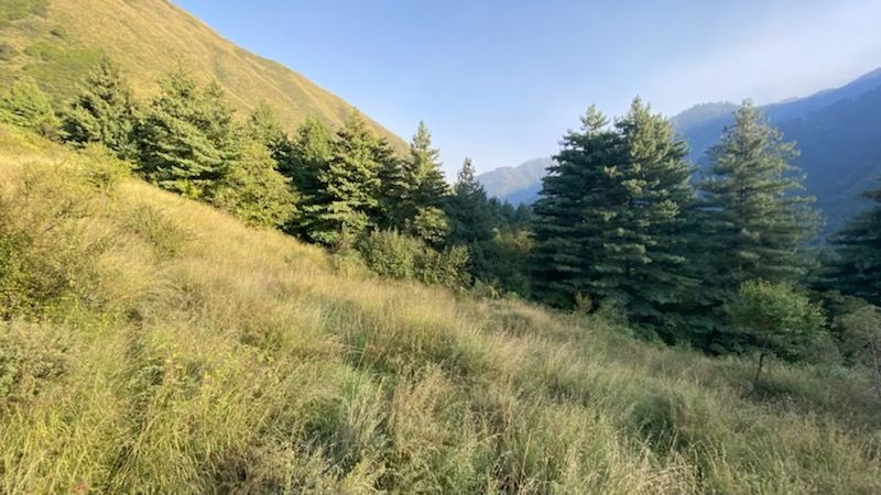 Photo of Forget Japan, Go to Kashmir’s Dachigam National Park for an Insane Forest Bathing Experience! 2/13 by Satarupa Mitra Datta