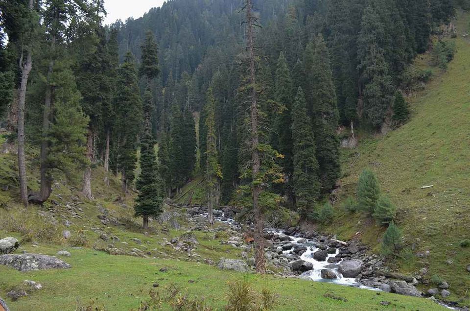 Photo of Forget Japan, Go to Kashmir’s Dachigam National Park for an Insane Forest Bathing Experience! by Satarupa Mitra Datta