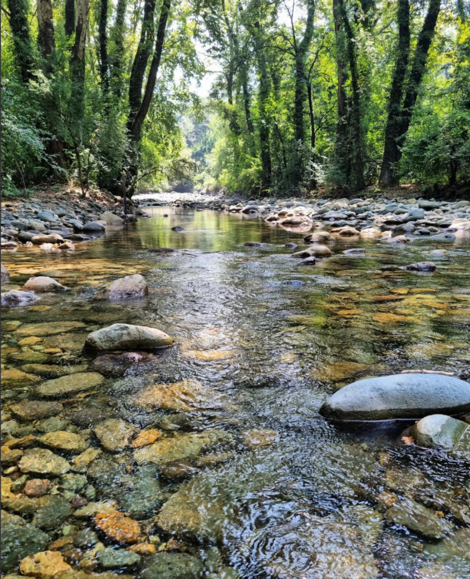 Photo of Forget Japan, Go to Kashmir’s Dachigam National Park for an Insane Forest Bathing Experience! 10/13 by Satarupa Mitra Datta