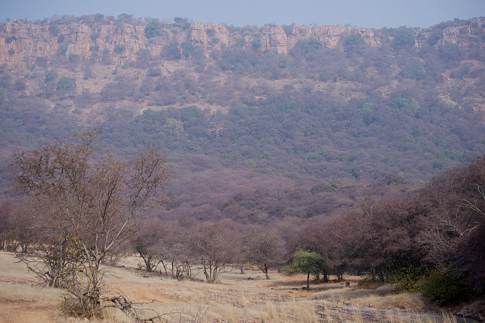 Photo of Ranthambore National Park, Rajasthan, India by Satarupa Mitra Datta