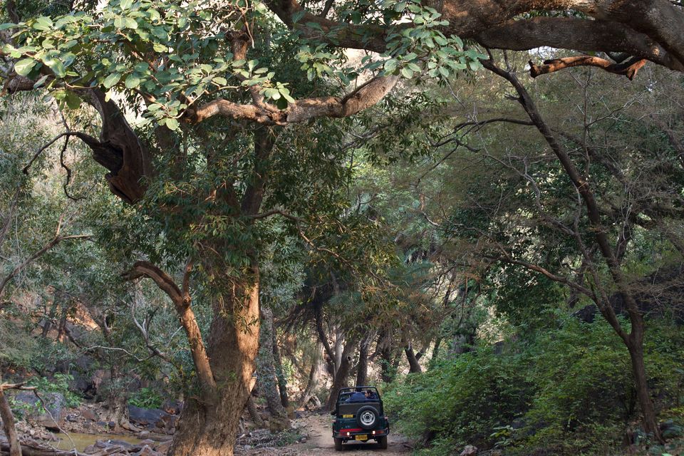 Photo of This Winter, Head to Ranthambore and Explore The Beauty Beyond Tiger Safaris by Satarupa Mitra Datta