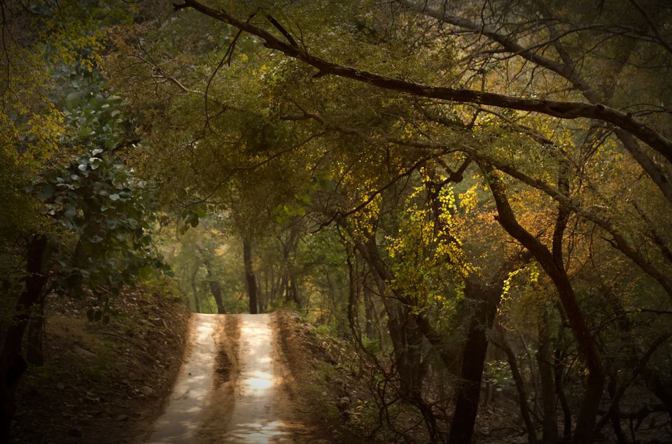 Photo of This Winter, Head to Ranthambore and Explore The Beauty Beyond Tiger Safaris by Satarupa Mitra Datta
