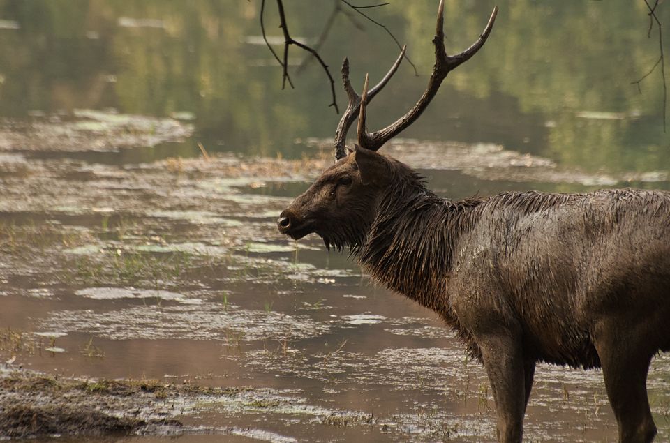 Photo of This Winter, Head to Ranthambore and Explore The Beauty Beyond Tiger Safaris by Satarupa Mitra Datta