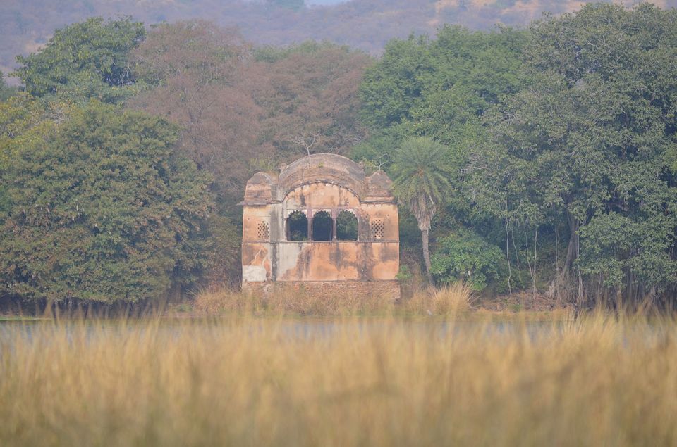 Photo of This Winter, Head to Ranthambore and Explore The Beauty Beyond Tiger Safaris by Satarupa Mitra Datta
