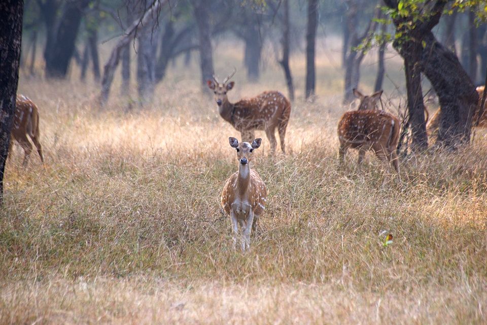 Photo of This Winter, Head to Ranthambore and Explore The Beauty Beyond Tiger Safaris by Satarupa Mitra Datta