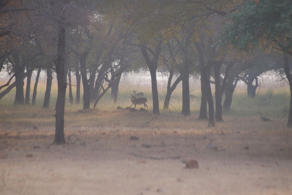 Photo of This Winter, Head to Ranthambore and Explore The Beauty Beyond Tiger Safaris by Satarupa Mitra Datta