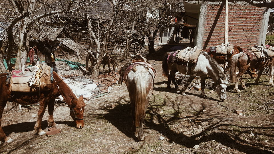 Photo of Trek or Treat-Himalayas by Vaishnavi