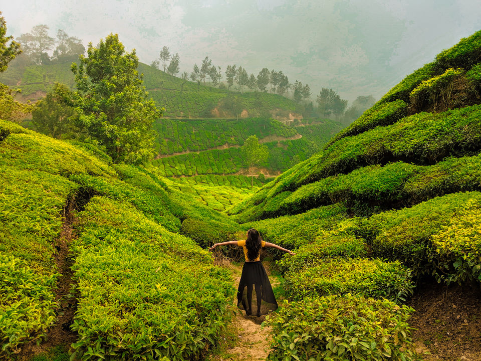 Photo of Munnar- Kashmir of South India 1/1 by Vaishnavi