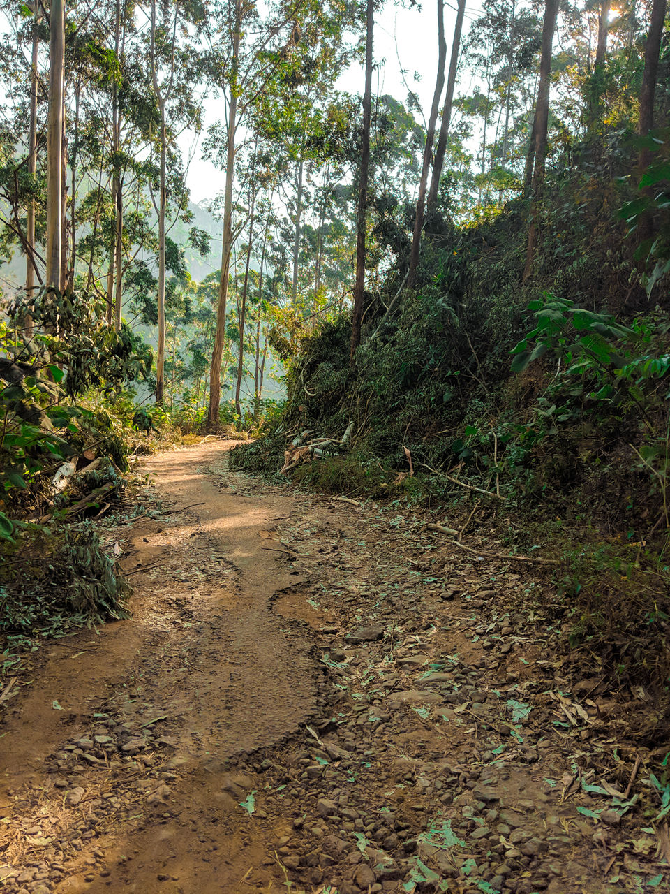 Photo of Munnar- Kashmir of South India by Vaishnavi
