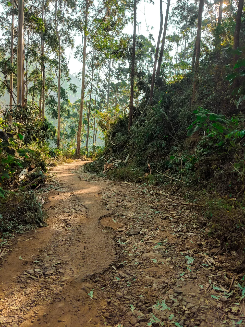 Photo of Munnar- Kashmir of South India by Vaishnavi
