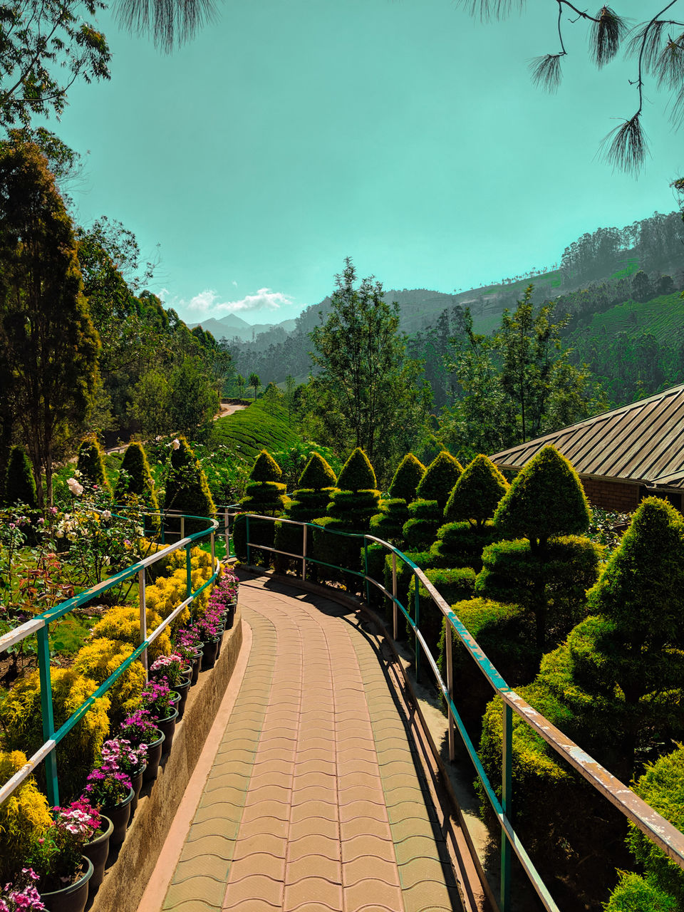 Photo of Munnar- Kashmir of South India by Vaishnavi