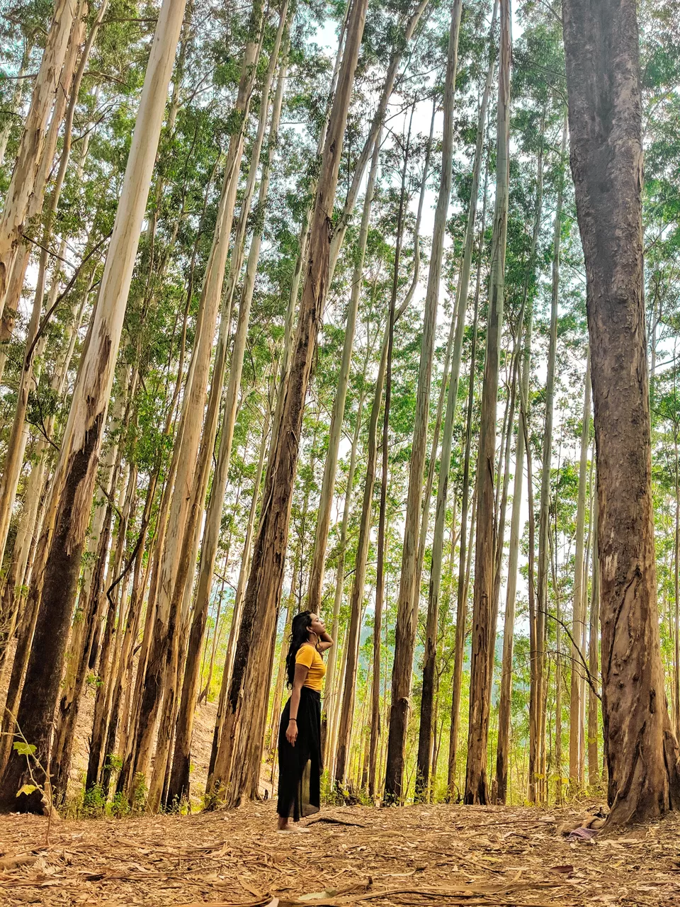 Photo of Munnar- Kashmir of South India by Vaishnavi