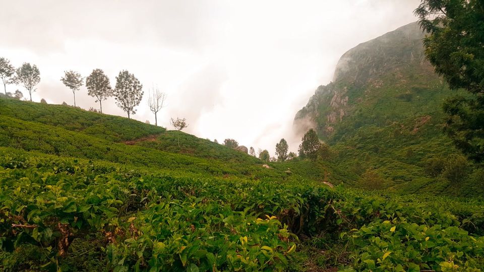 Photo of OO-TEA, OOTY!!!!!! by Vaishnavi